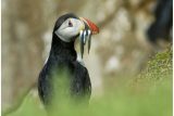 Papuchalk bělobradý (Fratercula arctica)