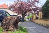 Pařez po pokácené sakuře v Polívkově ulici v Olomouci