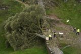 Slavný strom v hrabství Northumberland