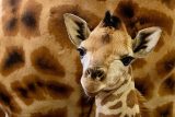 Nové mládě žirafy severní núbijské v pražské zoo