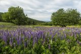 Lupina – krásná a nebezpečná