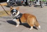 Policejní corgi z Číny