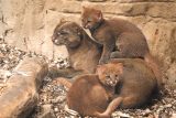 Rodia jaguarundi v pražské zoo