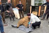 Příprava medvědů plavých ze Zoo Hluboká na transport