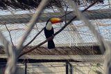 Zoo Zlín, tukan obrovský