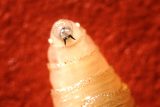 Larva bzučivky lidožravé