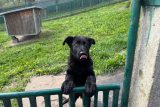 Česká policie se potýká s nedostatkem vlastních služebních štěňat. Chybí totiž feny, které má sbor na chov
