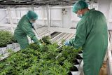 Každodenní ošetřování je kvůli vysoké kvalitě nezbytné