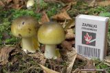 Mladé muchomůrky zelené v Polsku s krabičkou zápalek jako měřítko (ilustrační foto)