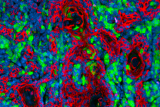 Odontoblasty - zubní buňky - Snímek histologického řezu z vytvořeného buněčného implantátu. V červené barvě lze vidět buňky tvořící tkáň podobnou zubovině