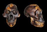 3,2 milionu let stará fosilie předka člověka druhu Australopithecus afarensis známá jako Lucy