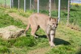 Puma americká v táborské zoo, snímek z roku 2015