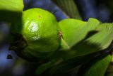 Bactrocera dorsalis - orientální ovocná muška, jinak invazivní škůdce vrtule