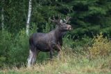 Los Evropský (Alces alces) stojící na okraji lesa. Finsko, Srpen 2020