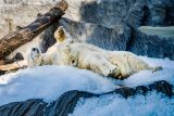 Lední medvěd se ochlazuje na kostkách ledu při akci Zoo Praha pod ledem