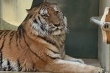 Nelegálně chovaný tygr poputuje ze ZOO Liberec do Holandska