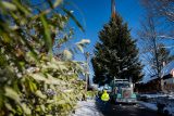 Strom po uříznutí vážil zhruba 4,8 tun, na 29metrové soupravu ho několik desítek minut přemisťoval jeřáb