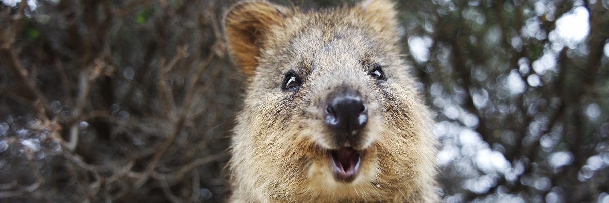 Klokan quokka