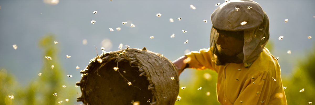 Zahajovacím snímkem letošního festivalu Jeden svět je makedonský dokument Země medu