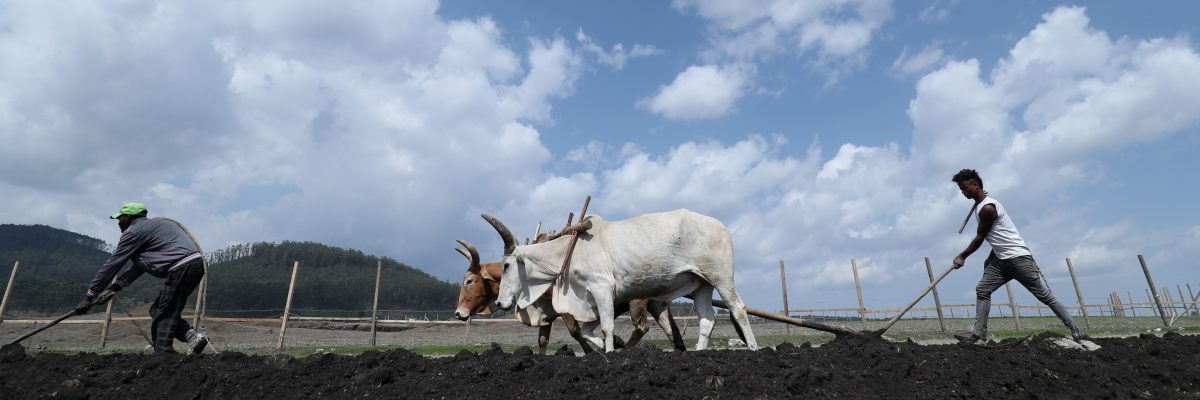 Etiopští farmáři v oblasti Bišoftu na snímku z července.