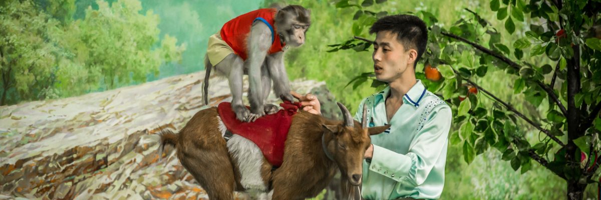 Cvičená opice a koza na snímku z května 2017 slouží jako turistická atrakce v pchjongjangské zoo a je pravděpodobné, že se o ně stará veterinář. Zdaleka ne všem zvířatům v Severní Koreji se však dostane lékařské péče.