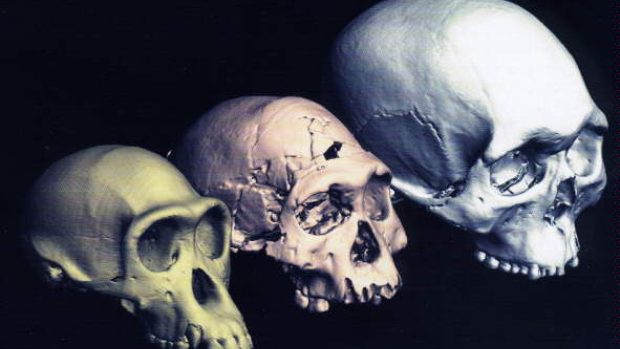 Příbuzní - šimpanz, Homo erectus a Homo sapiens