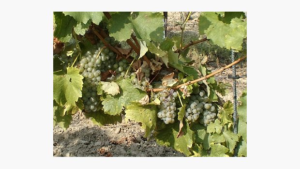 Réva vinná (Vitis vinifera)