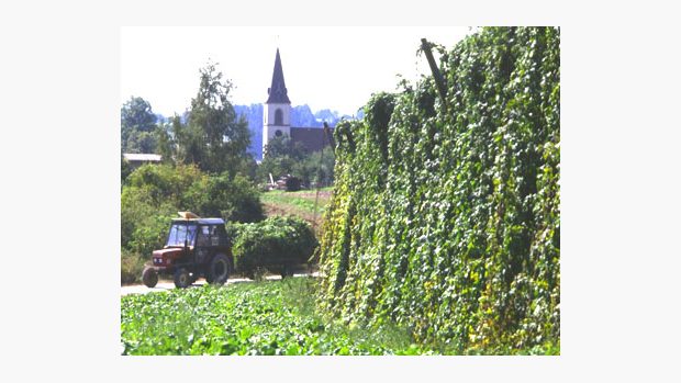 Sklizeň chmele na Žatecku