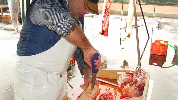 Prase má nejvíc příbuzných, říkávalo se. A obecní pašík našel v Dlouhé Třebové také spoustu přátel zabijačkových pochutin