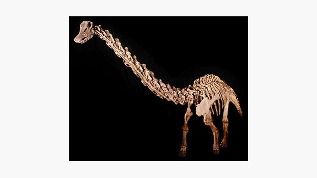 Diplodocus
