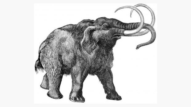 Mamut srstnatý (Mammuthus primigenius)