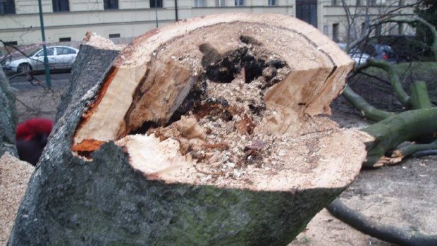 Kácení stoletého buku v Mladé Boleslavi