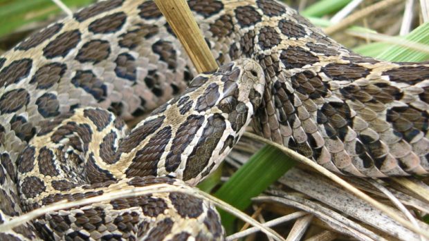 Chřestýš (Crotalus polystictus)