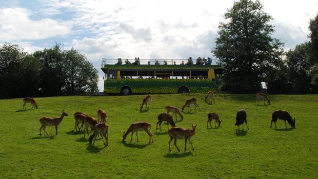 Safari v Zoo Dvůr Králové