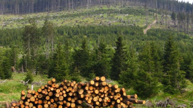 Šumava - les poškozený kůrovcem a paseky po následné těžbě