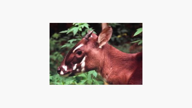 Saola (Pseudoryx nghetinhensis)