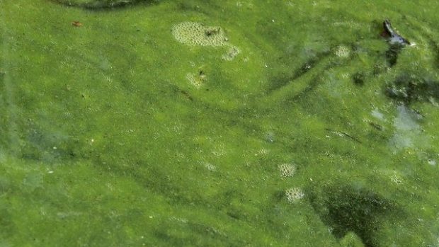 Sinice (Cyanobacteria)