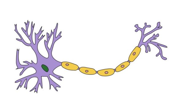 Neuron