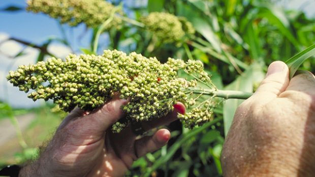 Čirok (Sorghum)