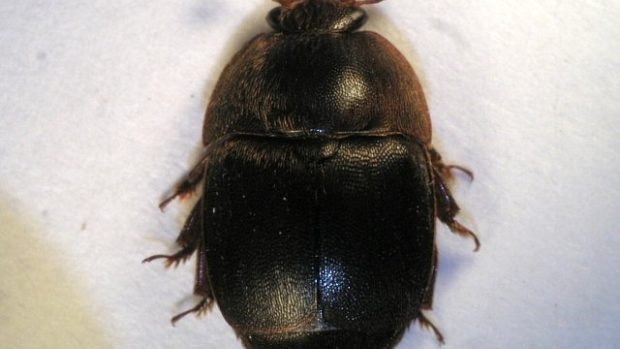 Lesknáček úlový (Aethina tumida)