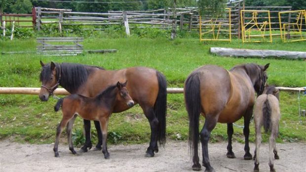 Horská Farma Hucul na svahu Janovy hory v obci Vítkovice