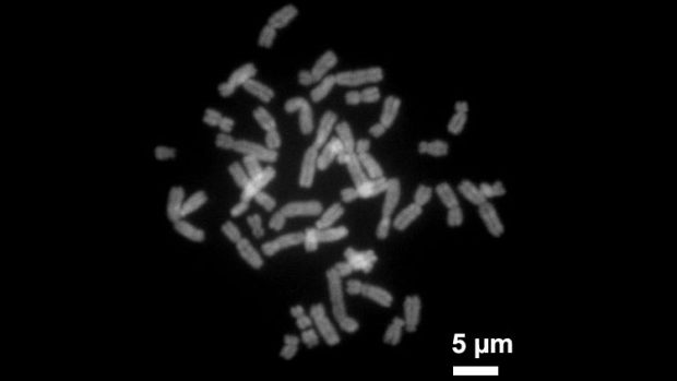 Chromozomy (ilustr. obr.)