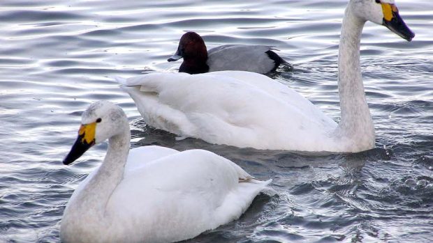 Labuť malá (Cygnus columbianus)