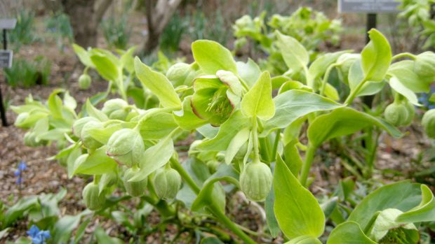 Čemeřice smrdutá (Helleborus foetidus)