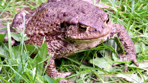 Ropucha obecná (Bufo bufo)