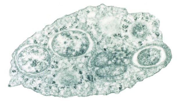 Bakterie Wolbachia uvnitř hmyzí buňky