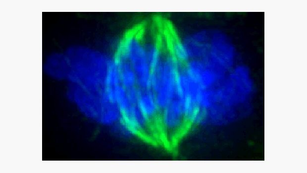 Mikrograf ukazuje kondenzované chromozomy (modře) a dělicí vřeténko (zeleně) během počáteční fáze mitotického dělení