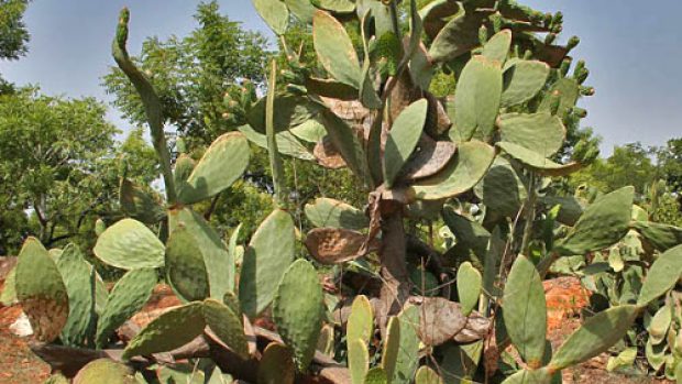 Opuntia ficus-indica