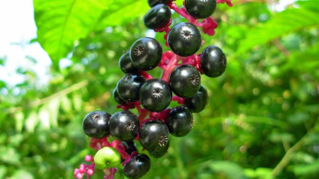 Líčidlo americké (Phytolacca americana)