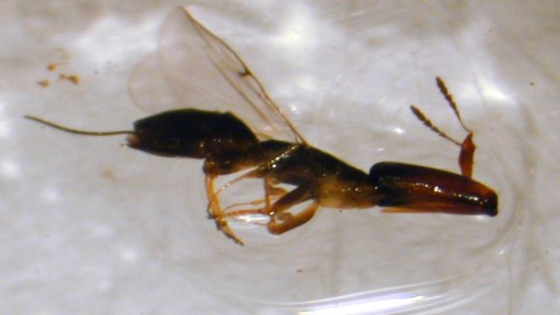 Fíková vosička Pleistodontes froggatti